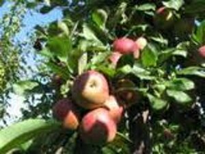 Malus d. 'Rode Boskoop' 8-10 Halfstam wortelgoed - afbeelding 2