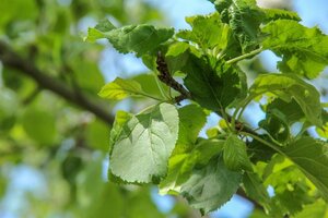 Malus d. 'Rode Boskoop' laagstam wortelgoed leiboom rek - afbeelding 4
