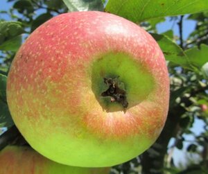 Malus d. 'Reinette Descardre' 10-12 Hoogstam wortelgoed