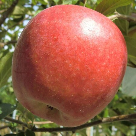 Malus d. 'Retina' 8-10 Hoogstam wortelgoed