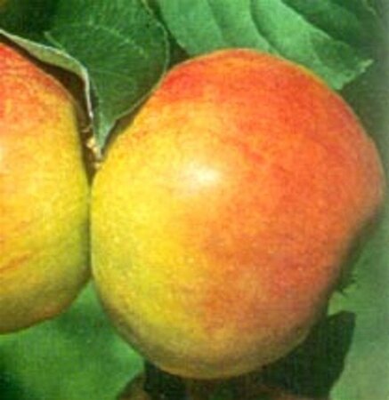 Malus d. 'Roter Gravensteiner' 8-10 Hoogstam wortelgoed