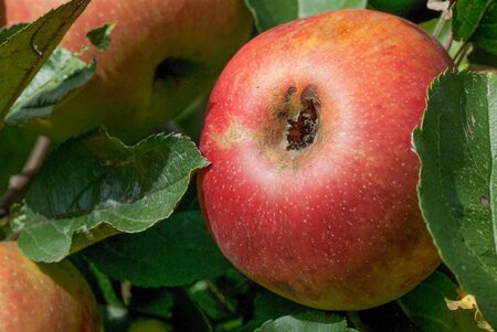 Malus d. 'Schone van Boskoop'=Goudreinette 18-20 Hoogstam draadkluit 3 X verplant