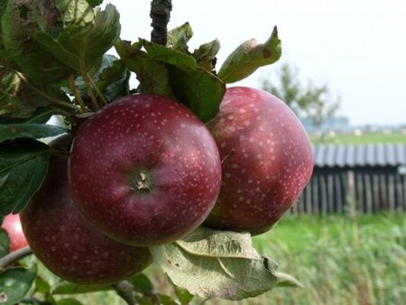 Malus d. 'Spartan' 2jr. A kwal. wortelgoed struik - afbeelding 2