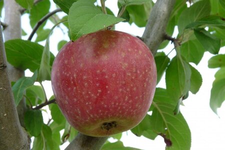 Malus d. 'Sterappel' = 'Reinette Etoilée'  2jr. A kwal. wortelgoed struik - afbeelding 2