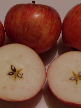 Malus d. 'Sterappel' = 'Reinette Etoilée'  2jr. A kwal. wortelgoed struik - afbeelding 3