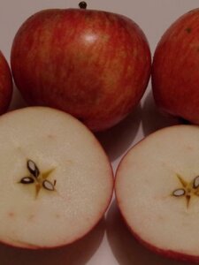 Malus d. 'Sterappel' = 'Reinette Etoilée'  2jr. A kwal. wortelgoed struik - afbeelding 3