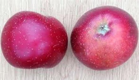 Malus d. 'Sterappel' = 'Reinette Etoilée'  6-8 Hoogstam wortelgoed - afbeelding 1