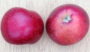 Malus d. 'Sterappel' = 'Reinette Etoilée'  6-8 Hoogstam wortelgoed