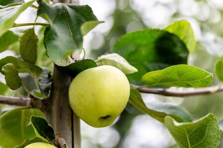 Malus d. 'Transparente Blanche' (vroeg)'=Weisser Klarapfel= oogst 14-16 Hoogstam Cocoskluit - afbeelding 2