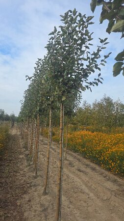 Malus d. 'Transparente Blanche' (vroeg)'=Weisser Klarapfel= oogst 14-16 STA BR 2 X V - image 4