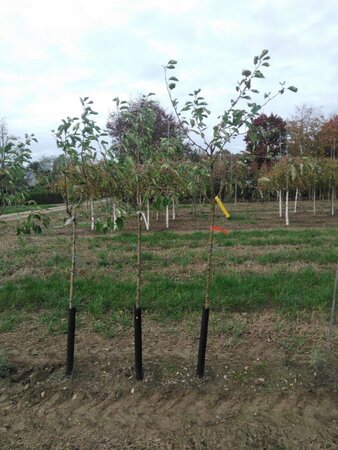 Malus d. 'Transparente Blanche' (vroeg)'=Weisser Klarapfel= oogst 6-8 Halfstam wortelgoed - afbeelding 4