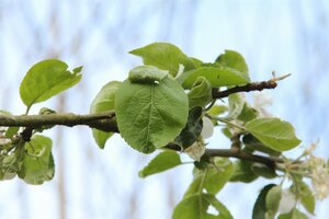 Malus d. 'Transparente Blanche' (vroeg)'=Weisser Klarapfel= oogst dubbeleUmetrek wortelgoed - afbeelding 2