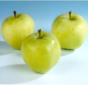 Malus d. 'Transparente Jaune' 10-12 Hoogstam wortelgoed - afbeelding 1