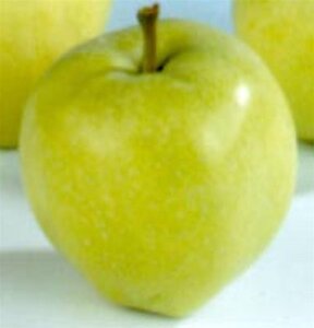 Malus d. 'Transparente Jaune' 10-12 Hoogstam wortelgoed - afbeelding 2