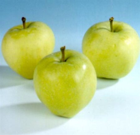 Malus d. 'Transparente Jaune' 10-12 Hoogstam wortelgoed - afbeelding 3