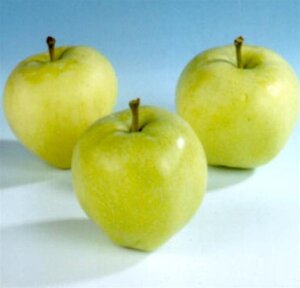 Malus d. 'Transparente Jaune' 10-12 Hoogstam wortelgoed - afbeelding 3