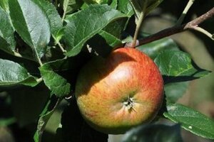 Malus d. 'Trezeke Meyers' 10-12 Hoogstam wortelgoed