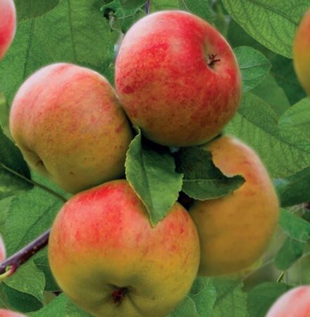 Malus d. 'Topaz' 2jr. A kwal. wortelgoed struik - afbeelding 3