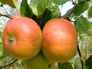 Malus d. 'Topaz' 8-10 Hoogstam wortelgoed