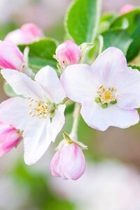 Malus d. 'Winter Banana' 10-12 Halfstam wortelgoed - afbeelding 2