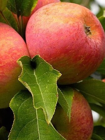 Malus d. 'Winter Banana' 12-14 Hoogstam wortelgoed 2 X verplant - afbeelding 1