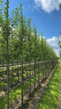 Malus 'Evereste' 10-12 Hoogstam draadkluit - afbeelding 3