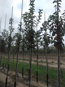 Malus 'Evereste' 10-12 Hoogstam wortelgoed