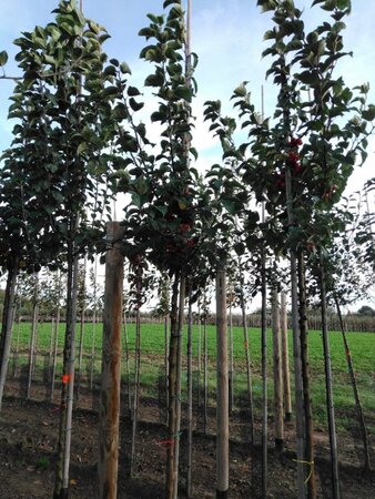 Malus 'Evereste' 10-12 Hoogstam wortelgoed - afbeelding 2