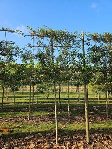 Malus 'Evereste' 16-18 Hoogstam draadkluit lei 200cm stam 5 etages