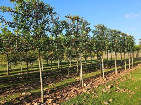 Malus 'Evereste' 16-18 Hoogstam draadkluit lei 200cm stam 5 etages - afbeelding 2