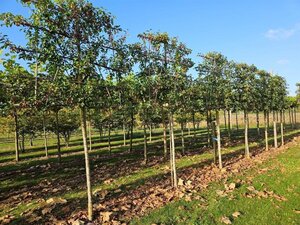 Malus 'Evereste' 16-18 Hoogstam draadkluit lei 200cm stam 5 etages - afbeelding 2
