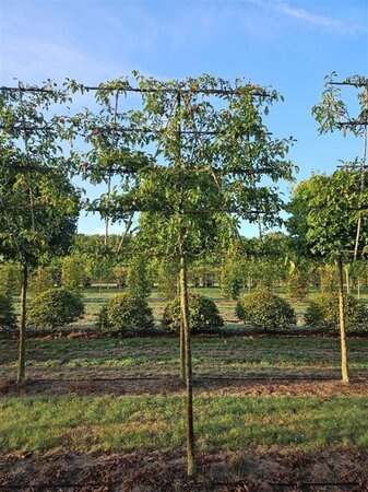 Malus 'Evereste' 16-18 Hoogstam draadkluit lei 200cm stam 5 etages - afbeelding 3