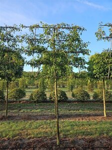 Malus 'Evereste' 16-18 Hoogstam draadkluit lei 200cm stam 5 etages - afbeelding 3
