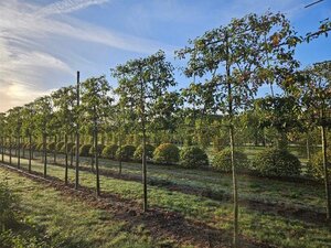 Malus 'Evereste' 16-18 Hoogstam draadkluit lei 200cm stam 5 etages - afbeelding 4