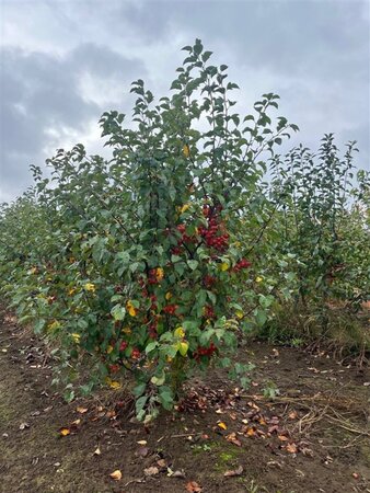 Malus 'Evereste' 200-250 cm draadkluit meerstammig - afbeelding 1