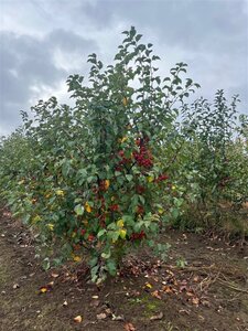 Malus 'Evereste' 200-250 cm draadkluit meerstammig - afbeelding 1