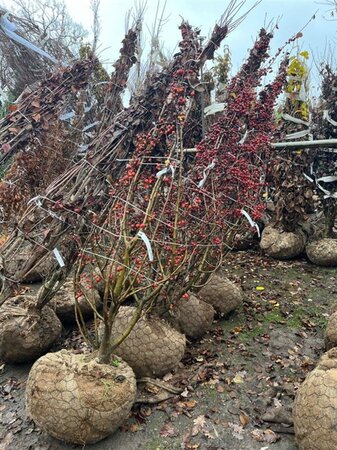 Malus 'Evereste' 250-300 cm container meerstammig