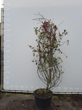Malus 'Evereste' 250-300 cm draadkluit meerstammig - afbeelding 2