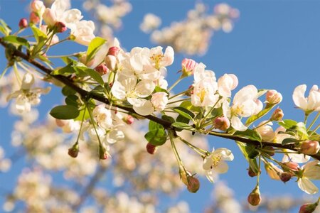 Malus 'Evereste' 2jr. A kwal. wortelgoed struik - afbeelding 1