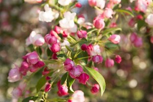 Malus 'Evereste' 2jr. A kwal. wortelgoed struik - afbeelding 7