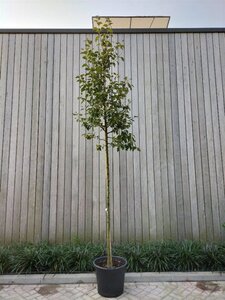 Malus 'Evereste' 8-10 Hoogstam cont. 50L - afbeelding 4