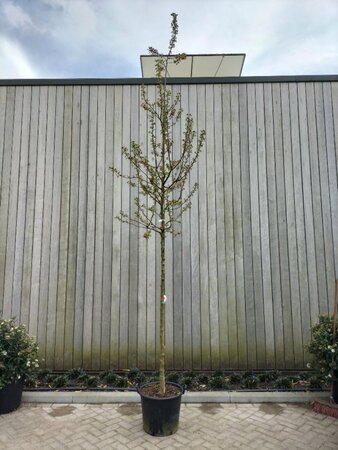 Malus 'Evereste' 8-10 Hoogstam cont. 50L - afbeelding 1