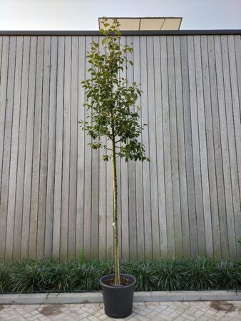 Malus 'Evereste' 8-10 Hoogstam cont. 50L - afbeelding 2