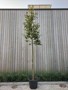 Malus 'Evereste' 8-10 Hoogstam cont. 50L - afbeelding 2