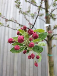 Malus 'Evereste' 8-10 Hoogstam cont. 50L - afbeelding 3