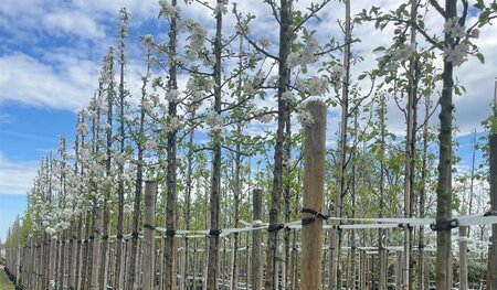 Malus 'Evereste' 8-10 Hoogstam draadkluit - afbeelding 1