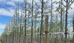 Malus 'Evereste' 8-10 Hoogstam draadkluit