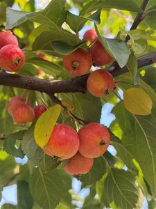 Malus 'Evereste' 8-10 Hoogstam draadkluit - afbeelding 4