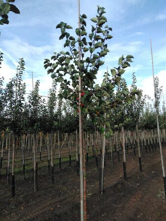 Malus 'Evereste' 8-10 Hoogstam wortelgoed - afbeelding 4