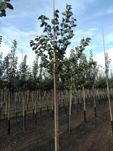 Malus 'Evereste' 8-10 Hoogstam wortelgoed - afbeelding 4